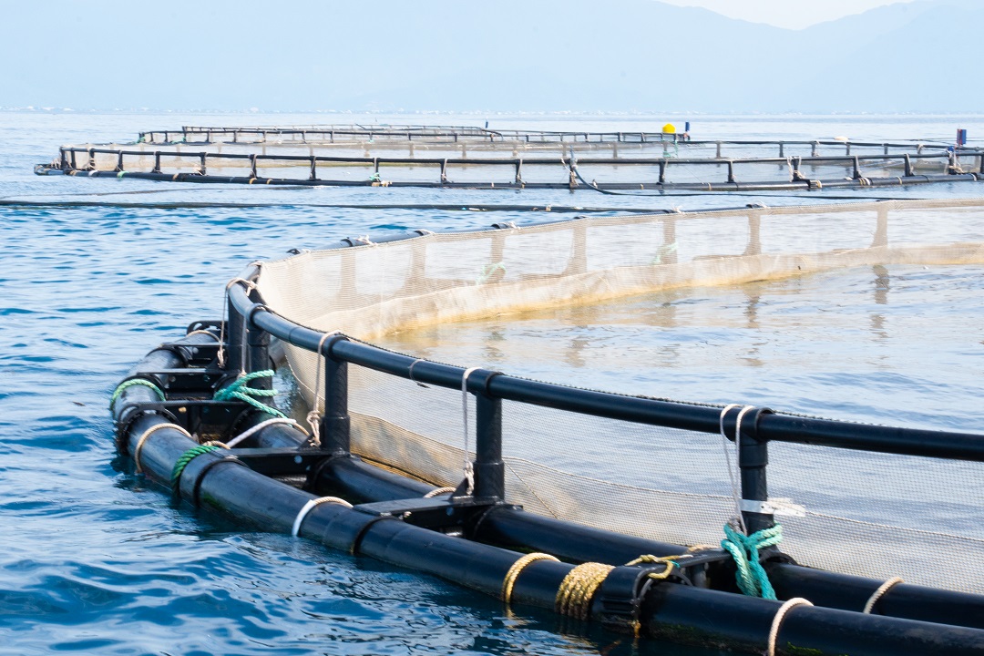 dự án thực tế