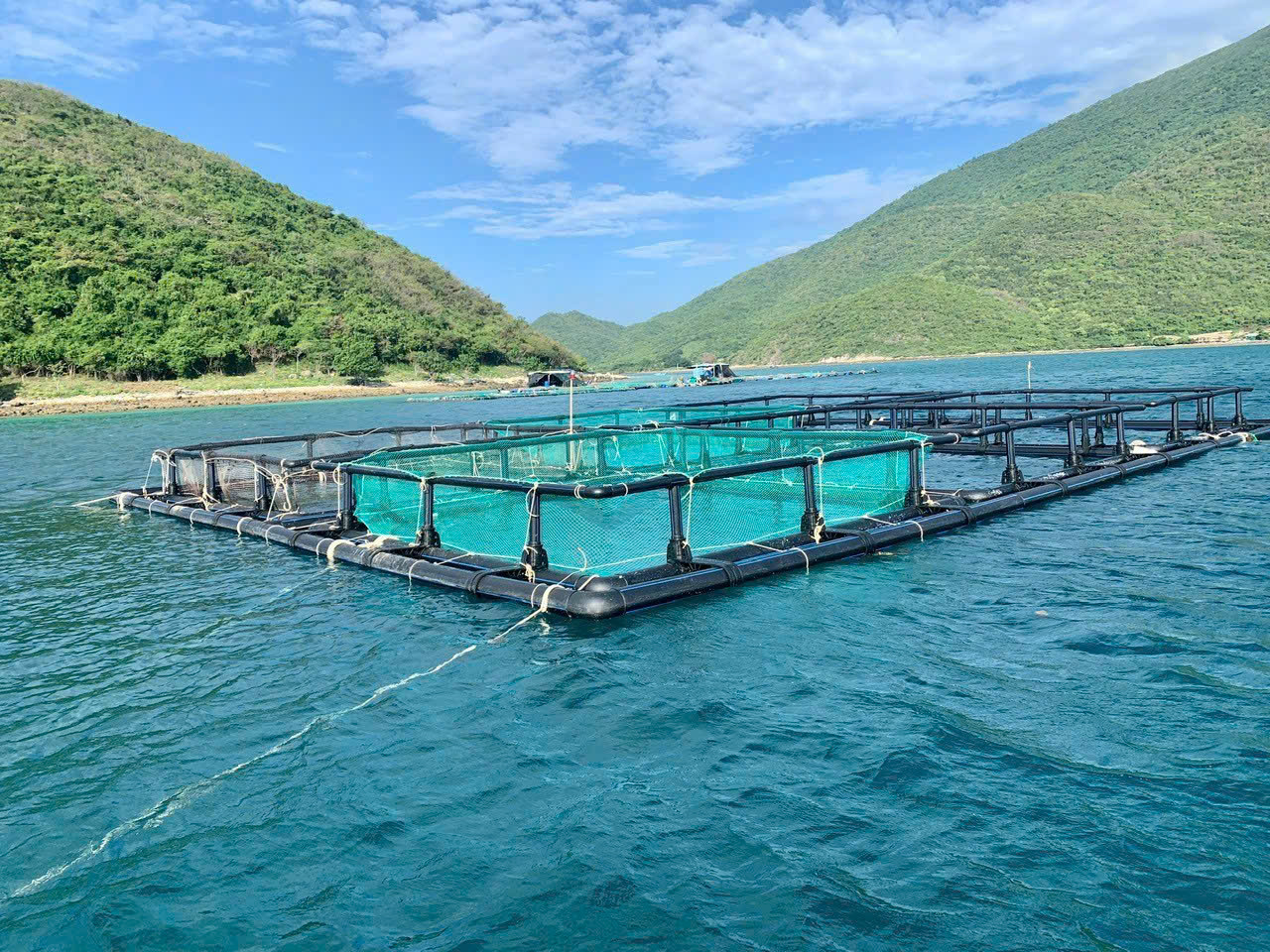 dự án thực tế