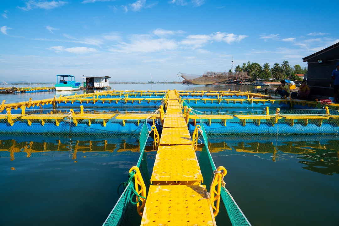 dự án thực tế